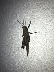 Valanga irregularis
