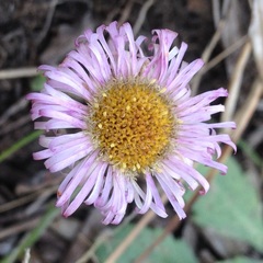Erigeron