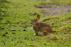Sylvilagus andinus