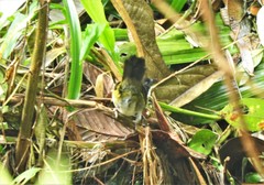 Arremon atricapillus