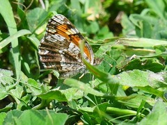 Phyciodes phaon