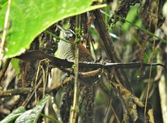 Cantorchilus nigricapillus