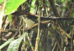 Cantorchilus nigricapillus