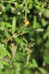 Chenopodium nutans linifolium