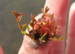 Crassula aquatica