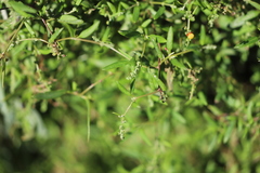 Chenopodium nutans linifolium