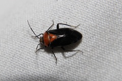 Neocapsus