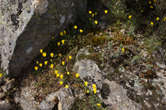 Viola langeana