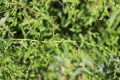 Chenopodium nutans linifolium