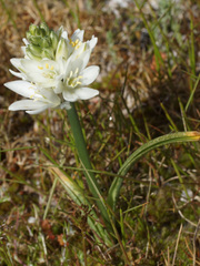 Ornithogalum concinnum