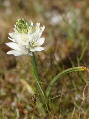 Ornithogalum concinnum