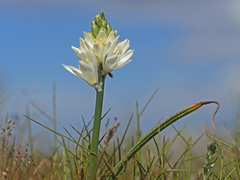 Ornithogalum concinnum