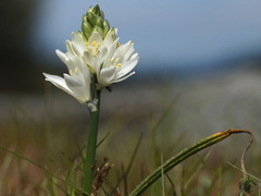 Ornithogalum concinnum