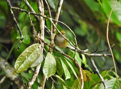 Euphonia xanthogaster