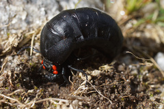 Physomeloe corallifer