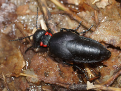 Physomeloe corallifer