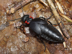 Physomeloe corallifer