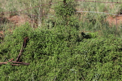 Chenopodium nutans linifolium