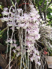 Dendrobium aphyllum