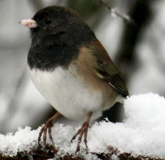 Junco hyemalis