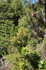 Laurophyllus capensis