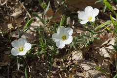 Arenaria montana