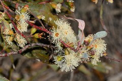 Eucalyptus phenax