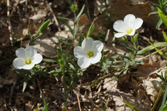 Arenaria montana