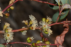 Eucalyptus phenax