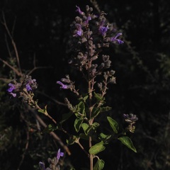 Salvia melissodora