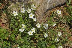 Arenaria montana