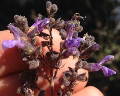 Salvia melissodora