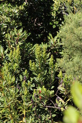 Laurophyllus capensis