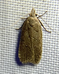 Dichomeris ventrellus