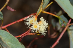 Eucalyptus phenax