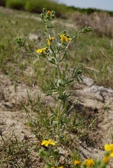 Deinandra pallida