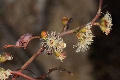 Eucalyptus phenax