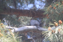 Patagioenas fasciata