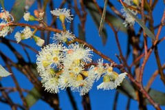 Eucalyptus phenax