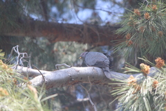 Patagioenas fasciata