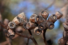 Eucalyptus phenax