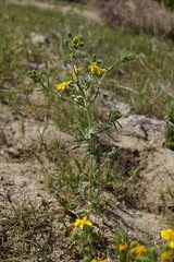 Deinandra pallida