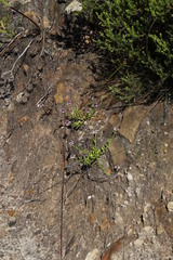 Lobelia jasionoides