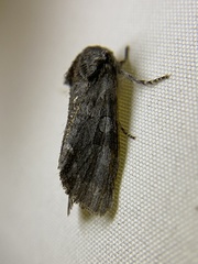 Psaphida electilis