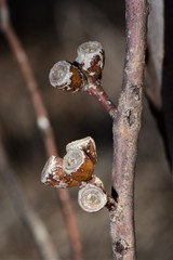 Eucalyptus phenax