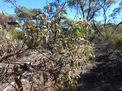 Eucalyptus phenax