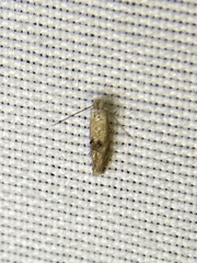 Bucculatrix coronatella