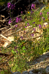 Erysimum lagascae
