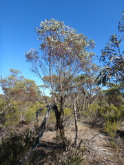 Eucalyptus phenax