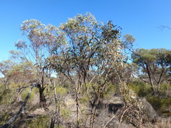 Eucalyptus phenax